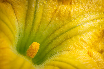 Butternut flower/bloom with raindrops close up