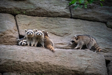 raccoons on stone wall