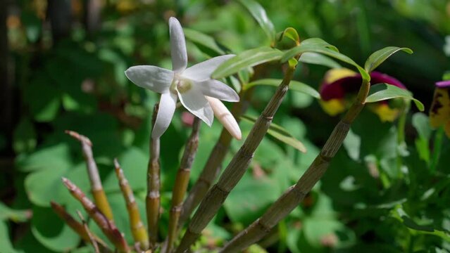 開花した美しい白花のセッコクシラン
