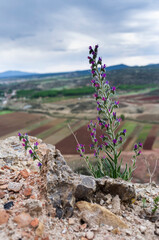 imagen de una planta con las flores violetas, y el paisaje de fondo 