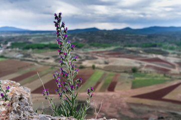 imagen detalle planta con flores moradas y la naturaleza de fondo 