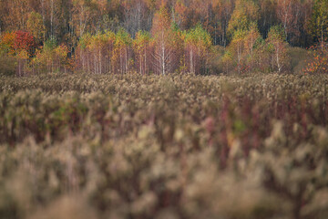 Jesienny krajobraz z drzewami na skraju lasu