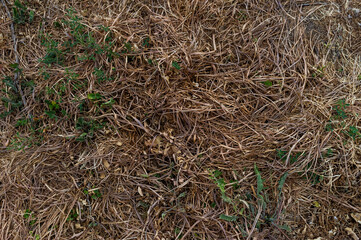 imagen detalle textura suelo de hojas secas de pino y algunas plantas verdes 