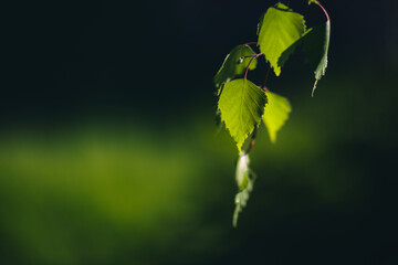 green leaves