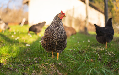 Hen on farm