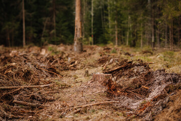 A cleared forest, prepared for planting young spruce trees 