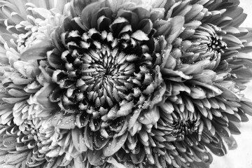 Beautiful flower in a black and white monochrome.