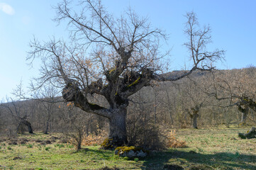 old oak tree on a sunny winter day, autumn, without leaves, bare in the sun,