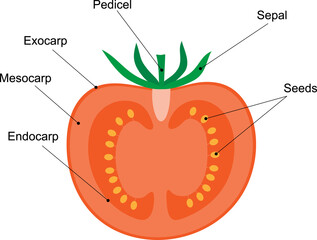 The fruit is a berry, diagram. Longitudinal section of a tomato. Fleshy fruit.