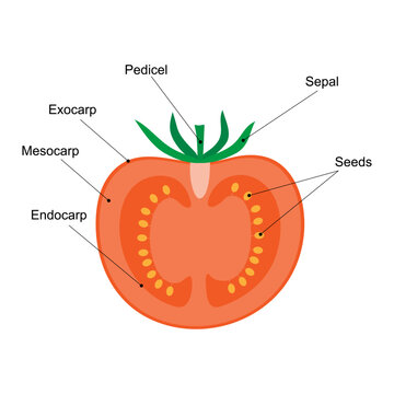 The fruit is a berry, diagram. Longitudinal section of a tomato. Fleshy fruit.