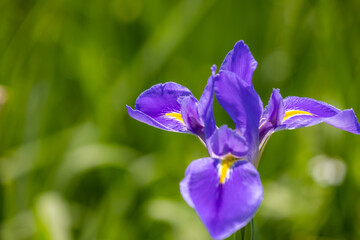 Flower garden with purple iris tectorum