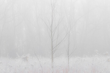 Oszronione drzewa we mgle późną jesienią