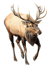 an isolated  Bull Elk  running with large antlers, strong and muscular, Wildlife-themed photorealistic illustration on a transparent background cu,tout in PNG. generative ai