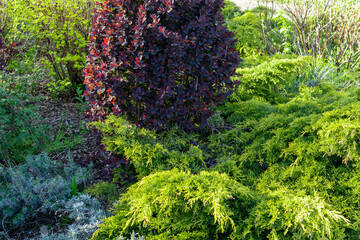 red thunberg barberry and green thuja in the garden