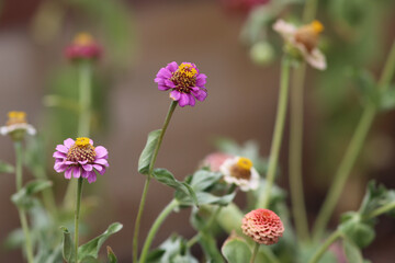 flowers in the garden