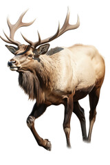 an isolated  Bull Elk  running with large antlers, strong and muscular, Wildlife-themed photorealistic illustration on a transparent background cu,tout in PNG. generative ai