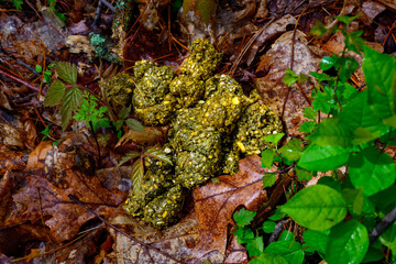 One of the largest piles of bear scat I've ever found in the woods by our yard here in Windsor in Upstate NY.  Kinda scary when you find this close to your home.