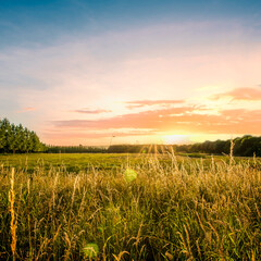 Fototapeta premium wheat field at sunset