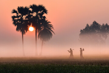 Beautiful foggy sunrise sunset scenes in winter. Beauty of villages in Bangladesh, A winter morning