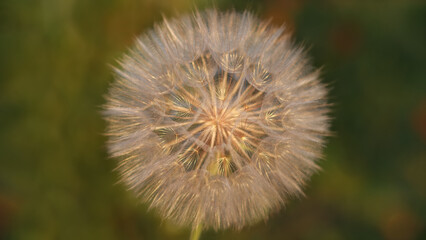 Fluffy Dandelion against sunset sun close up. Dandelion on a green background. Freedom to Wish. Abstract dandelion flower background. Seed macro closeup. Silhouette fluffy flower. Fragility