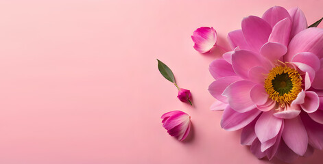 Fototapeta na wymiar Pink rose in pastel background. Generative AI
