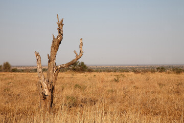 Afrikanischer Busch - Krügerpark / African Bush - Kruger Park /