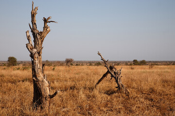 Afrikanischer Busch - Krügerpark / African Bush - Kruger Park /