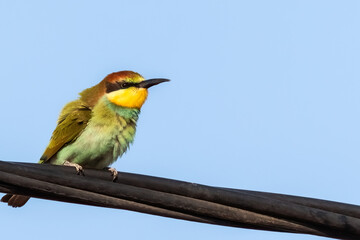 European bee-eater or Merops apiaster colorful small bird chasing bees, hello spring