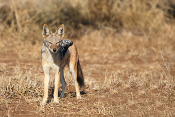 Schabrackenschakal / Black-backed jackal / Canis mesomelas