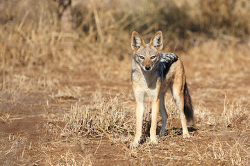 Schabrackenschakal / Black-backed jackal / Canis mesomelas