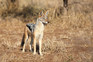 Schabrackenschakal / Black-backed jackal / Canis mesomelas
