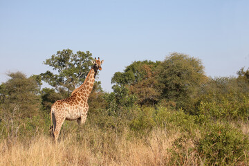 Giraffe / Giraffe / Giraffa camelopardalis