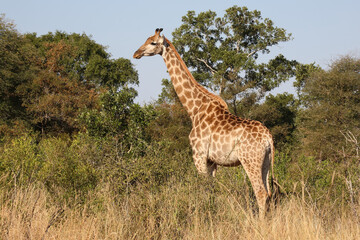 Giraffe / Giraffe / Giraffa camelopardalis
