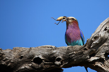 Gabelracke / Lilac-breasted roller / Coracias caudata..