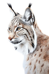 an isolated Bobcat (Lynx rufus), portrait, preservation, elusive wildlife, Wildlife-themed, photorealistic illustration on a transparent background cutout in PNG. Generative AI