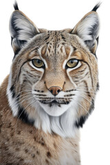 an isolated Bobcat (Lynx rufus), portrait, preservation, elusive wildlife, Wildlife-themed, photorealistic illustration on a transparent background cutout in PNG. Generative AI