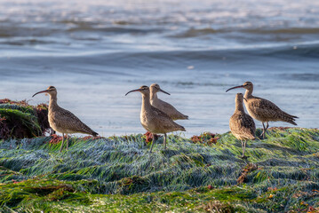 curlews