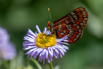 butterfly on flower
