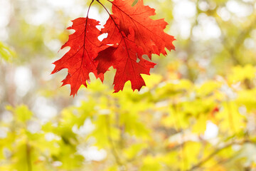 Fototapeta na wymiar Czerwone liście na żółtym liściastym tle