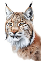 Obraz premium an isolated Bobcat (Lynx rufus), portrait, preservation, elusive wildlife, Wildlife-themed, photorealistic illustration on a transparent background cutout in PNG. Generative AI