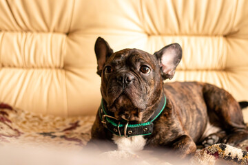 Close up of cute adult french bulldog dog with a collar lying on sofa in the living room at home