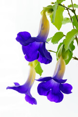 Colorful purple-blue Thunbergia Erecta flowers, common name include Bush Clock Vine or king's mantle. Macro shot and soft focus with isolated bright background.	