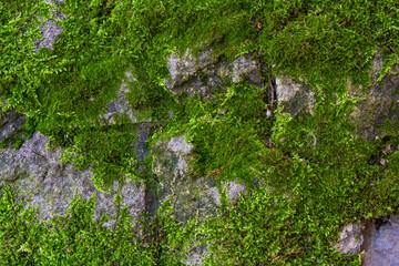 Close up. Green moss on grey stones. Background.