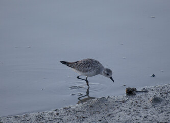 Black bellied plover, San Mateo, California USA