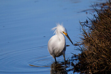 Snowy egret in the water, San Mateo, California USA