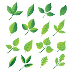 Set of different green leaf icons. Leaves icon. Leaves of trees and plants. Collection green leaf. Elements design for natural, eco, bio, vegan labels. Vector illustration. stock illustration 003