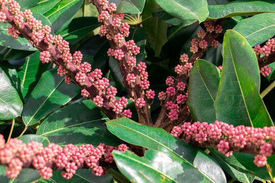 Flowering seed plants of Queensland umbrella tree, Octopus tree, Australian ivy palm (Schefflera Actinophylla) with small many pink flowers and seeds on the long cluster on evergreen umbrella tree
