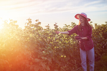 A farmer woman in casual clothes picks raspberries at sunset. A girl who is fond of gardening...
