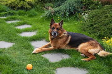 Large East European Shepherd on the lawn in the garden