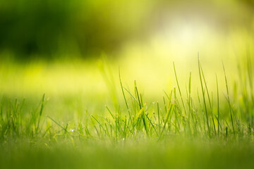 Beautiful spring or summer background of green grass or meadow.
